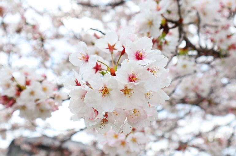 桜