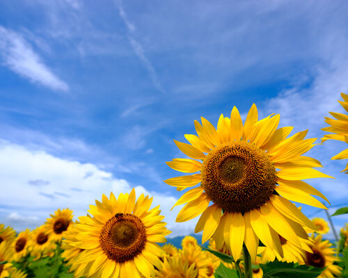 夏　ひまわり