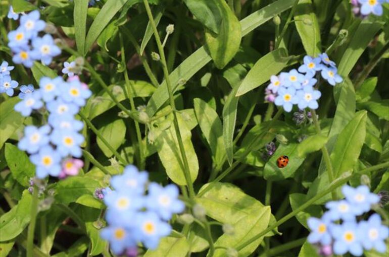 お花
